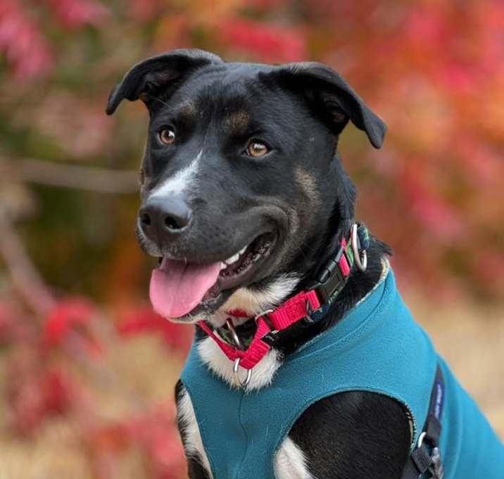 Photo of Shaggy
