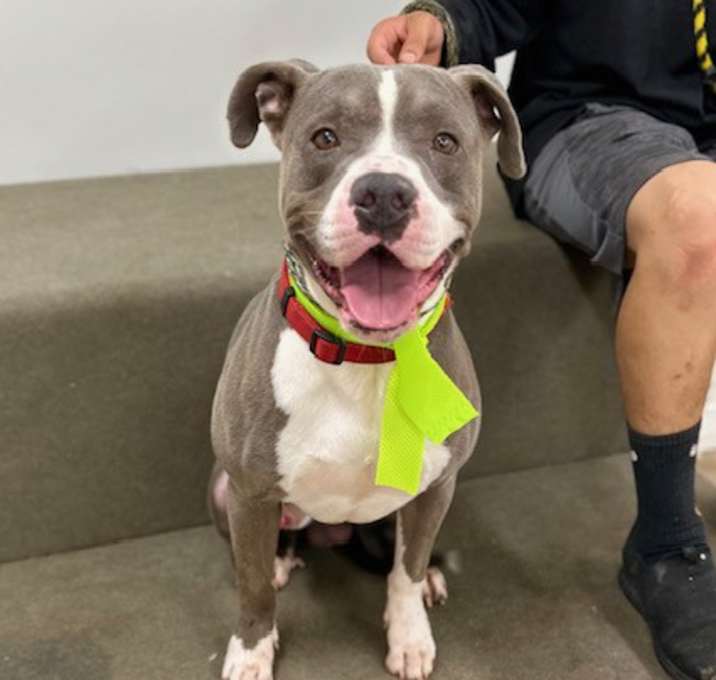 Photo of Bru - Contact Sylva/Rachel