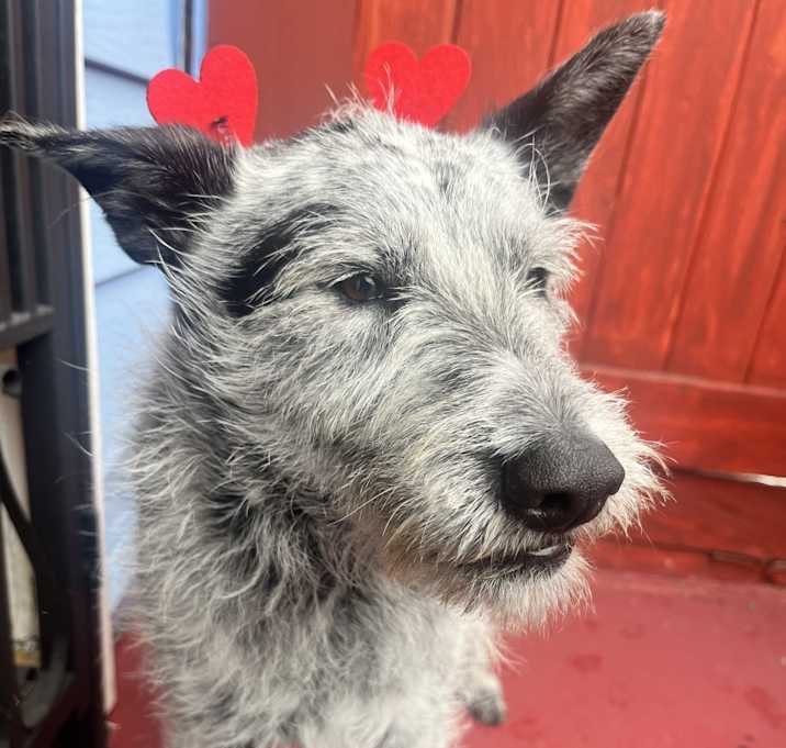 Photo of MooMoo
