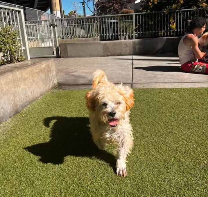 Photo of Lucky