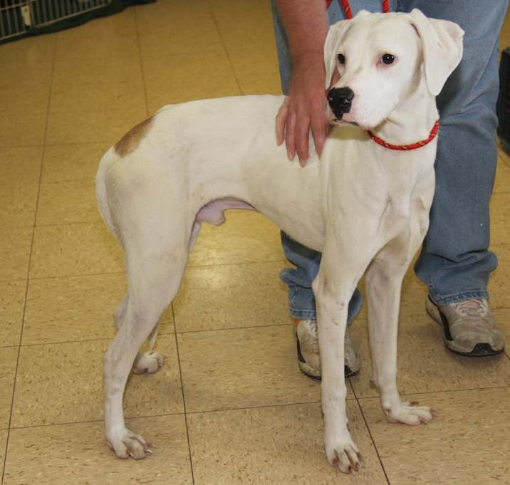 Photo of Bolt (Neutered)