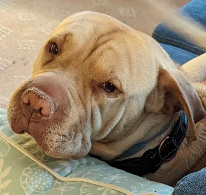 Photo of MIRA (COURTESY POST)