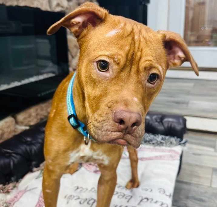 Photo of Diesel