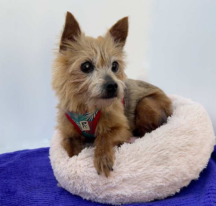 Photo of AUGIE