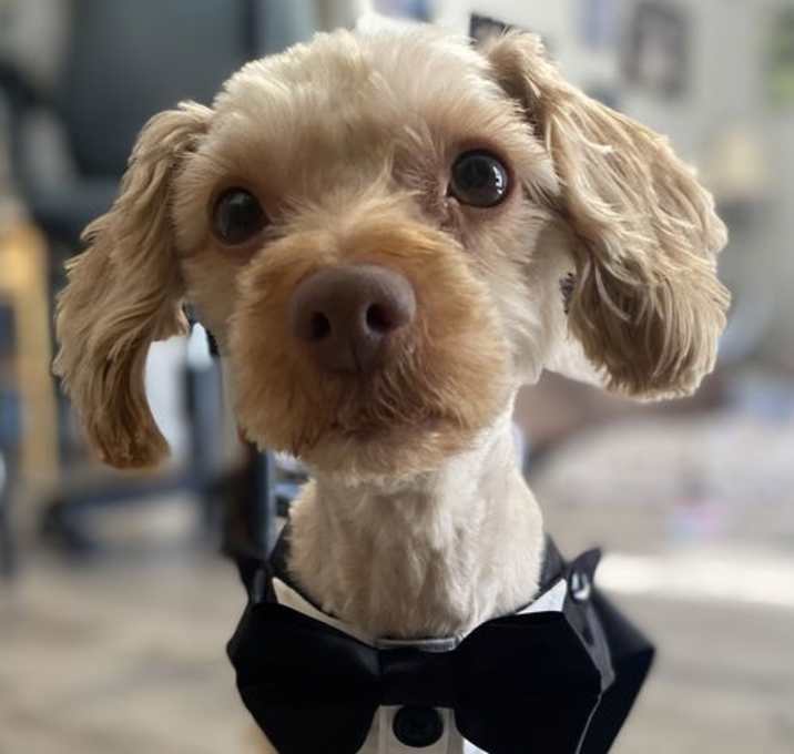 Photo of Rusty Poodle