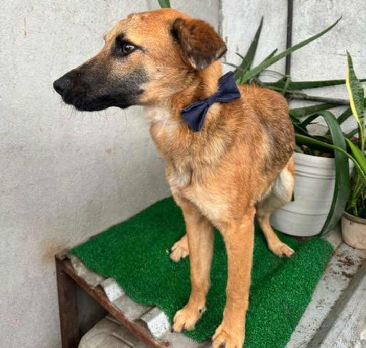 Photo of Balu