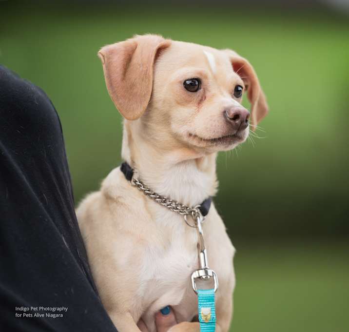 Photo of Dobby