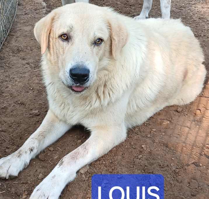 Photo of LOUIS