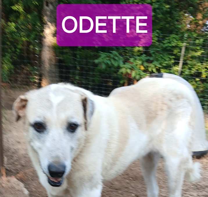 Photo of ODETTE