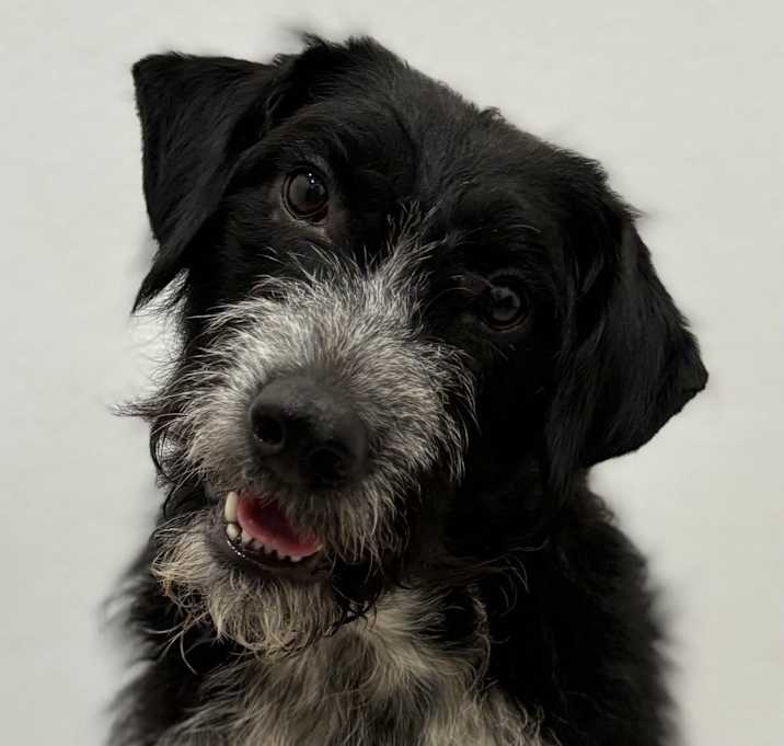 Photo of Sheldon