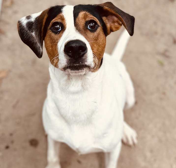 Photo of Hopper