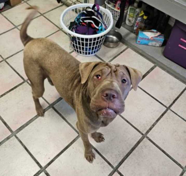 Photo of Koko