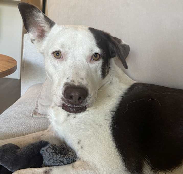 Photo of Luna aka Lyric ***RESCUE CENTER***