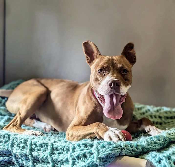 Photo of Pawtricia