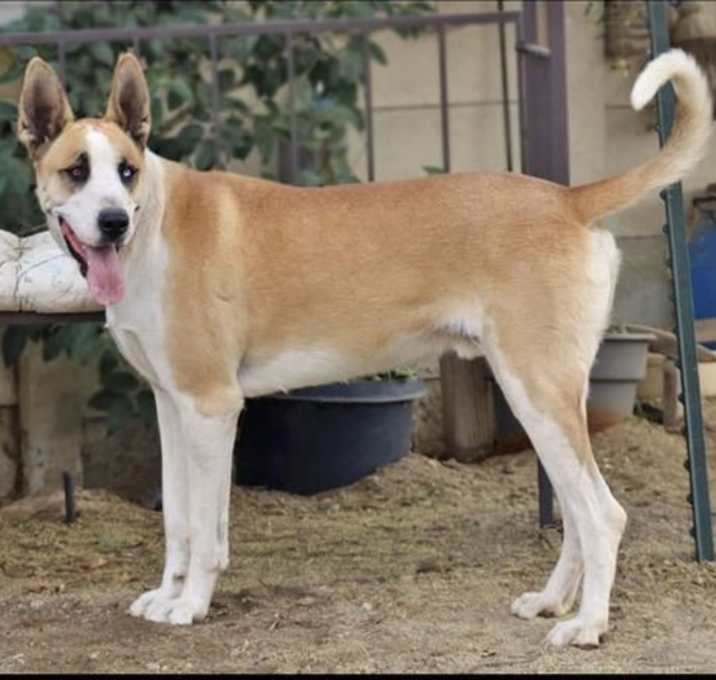Photo of MARMADUKE