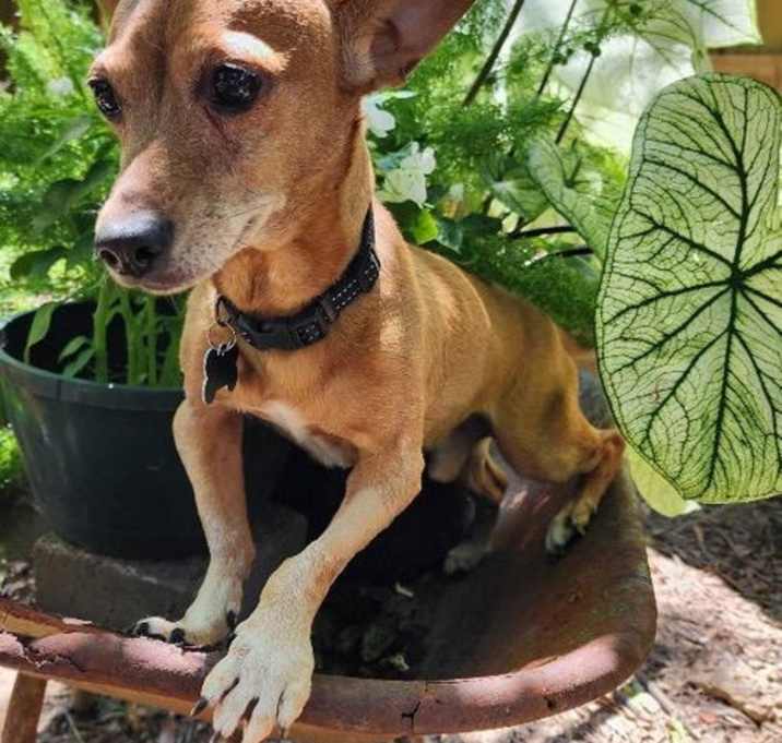Photo of Chico