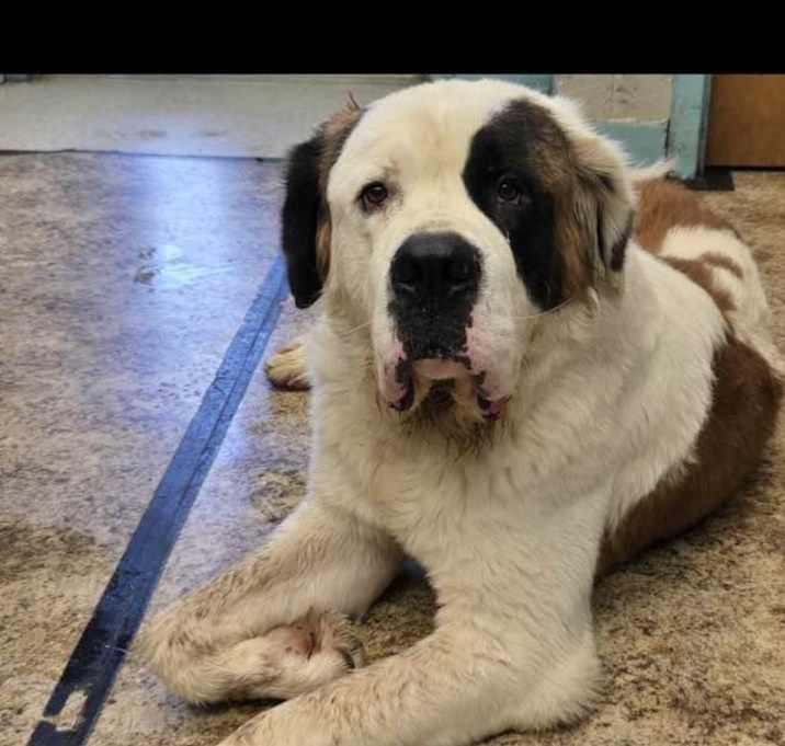 Photo of Clifford