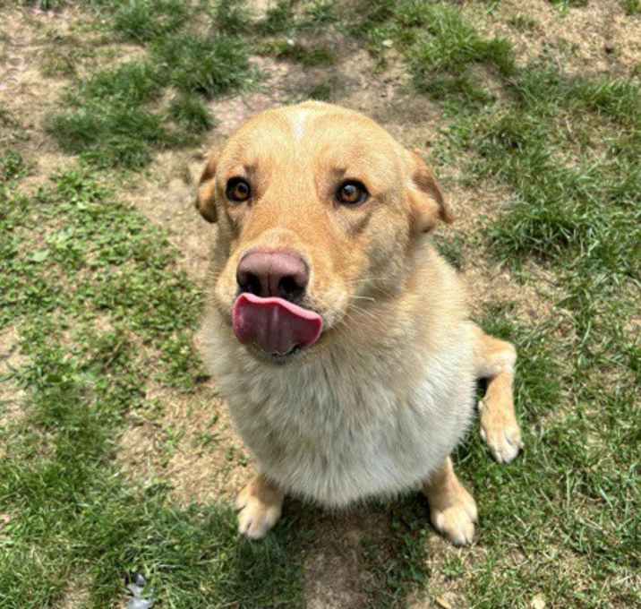 Photo of Lake aka Dufus-GREAT DOG