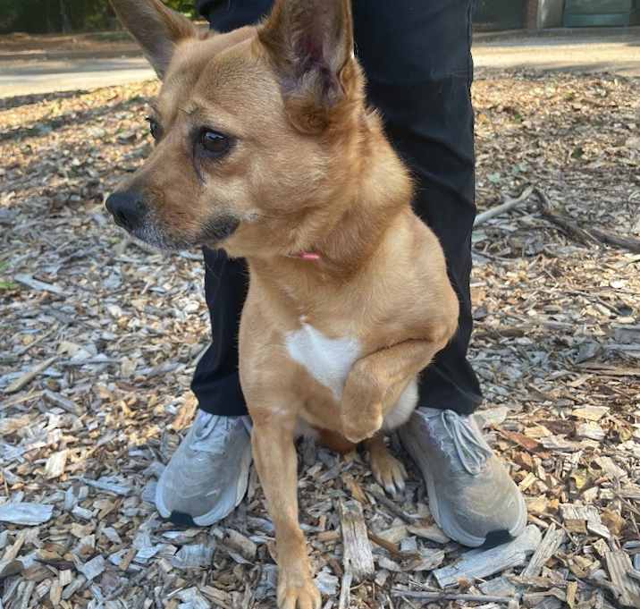 Photo of Josie
