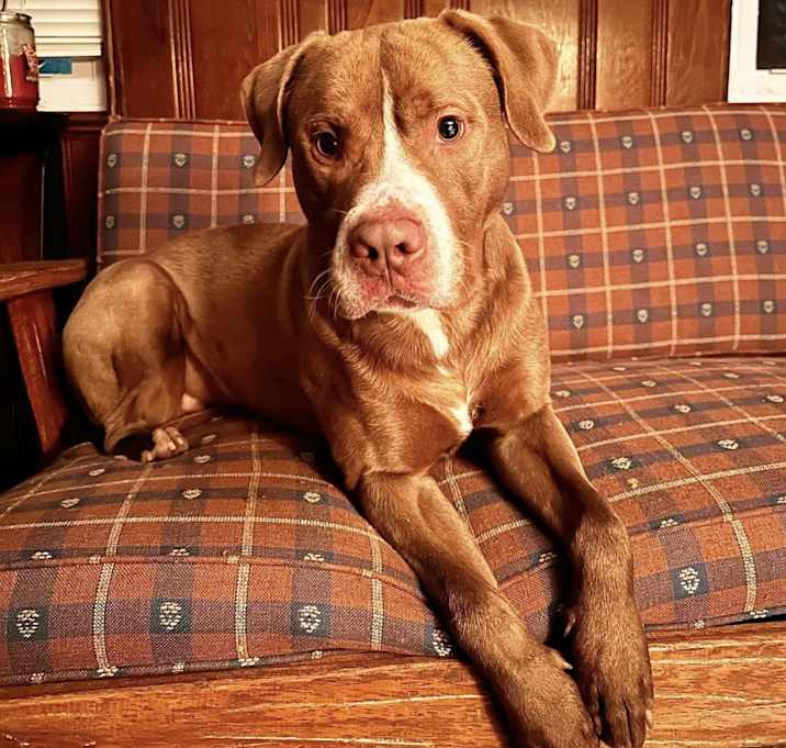 Photo of Humphrey