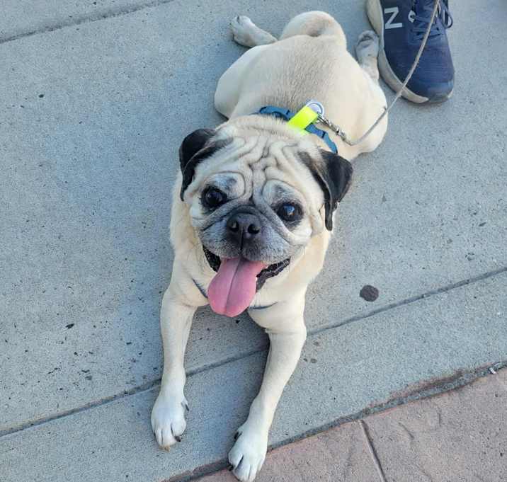 Photo of Brisket - Adoption Pending
