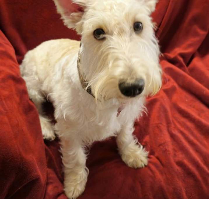 Photo of Cailean