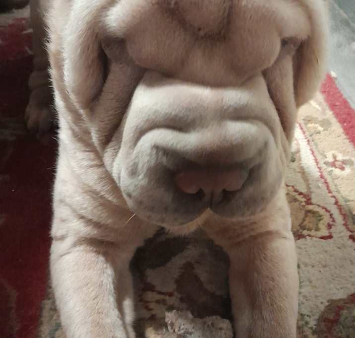 Photo of Apollo