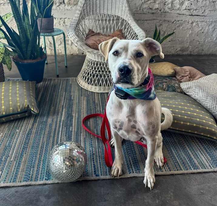 Photo of Luna