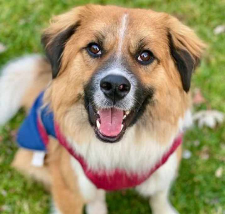 Photo of Puppy