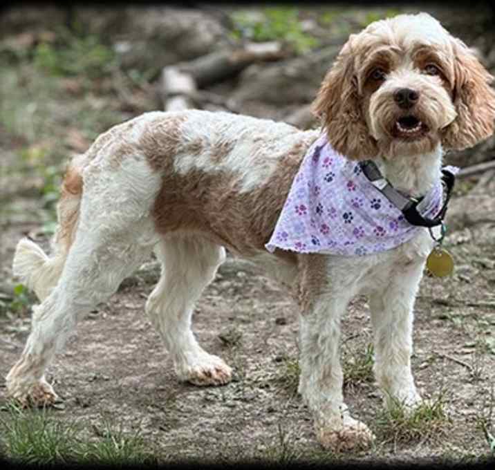 Photo of Maple
