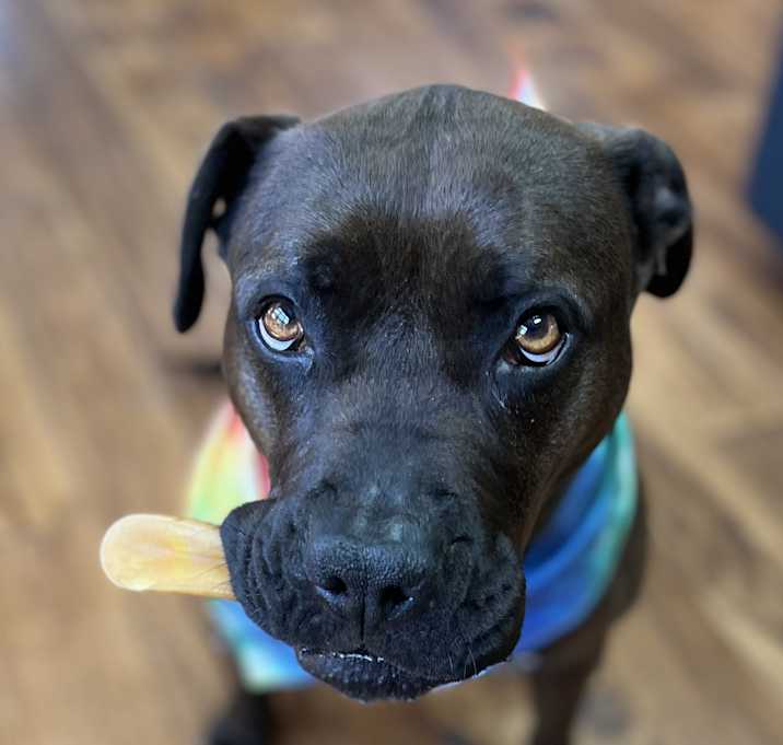 Photo of Cocoa