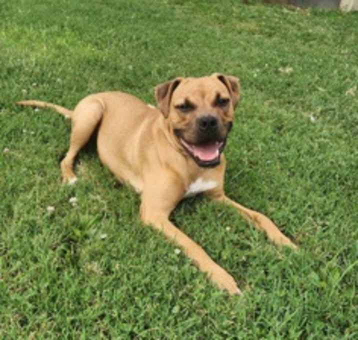 Photo of chopper