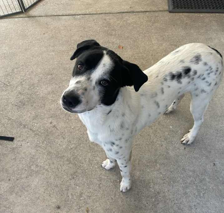 Photo of Domino