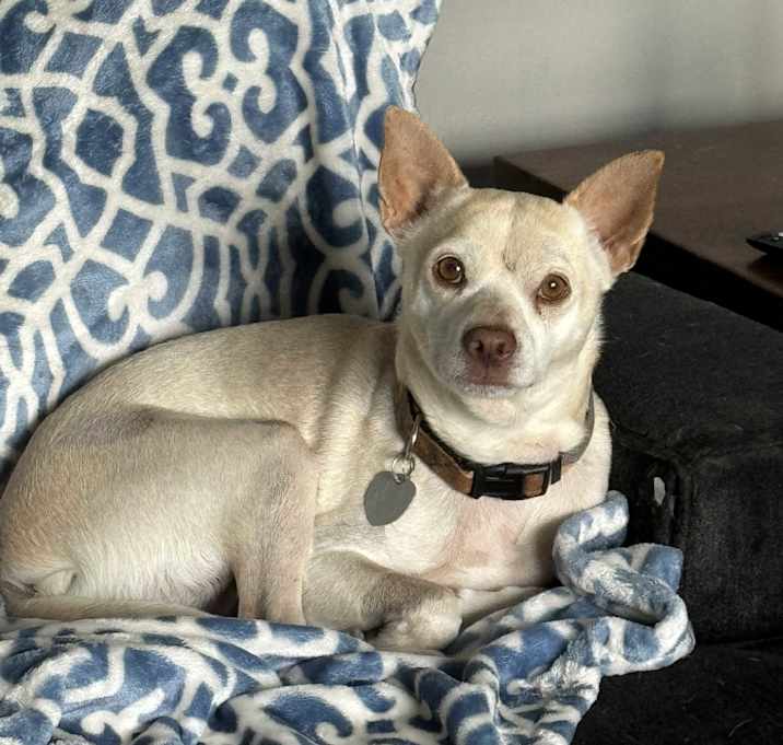 Photo of Little Andy