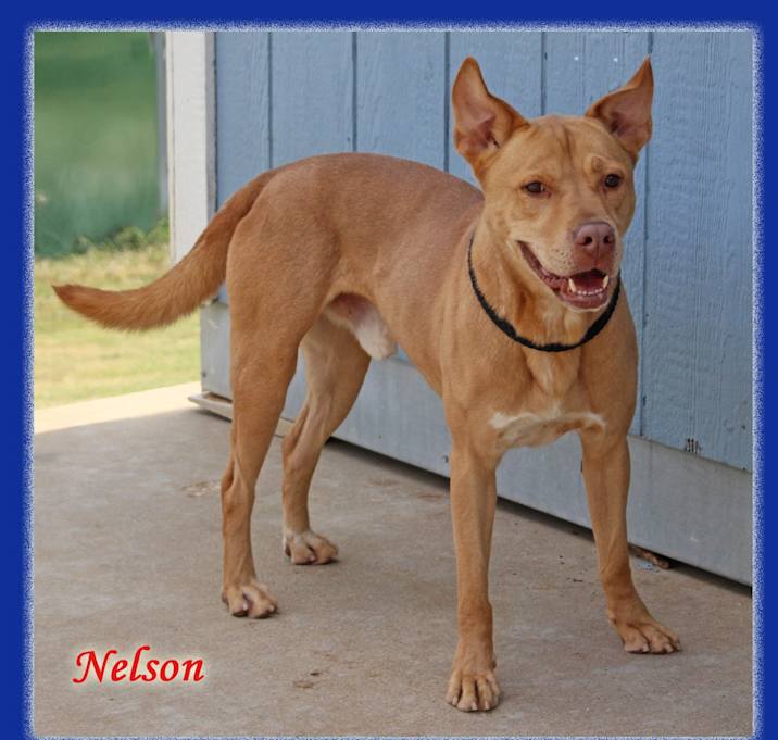Photo of Nelson