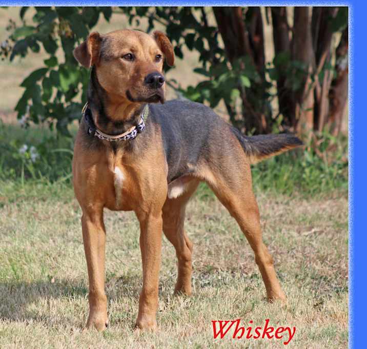Photo of Whiskey
