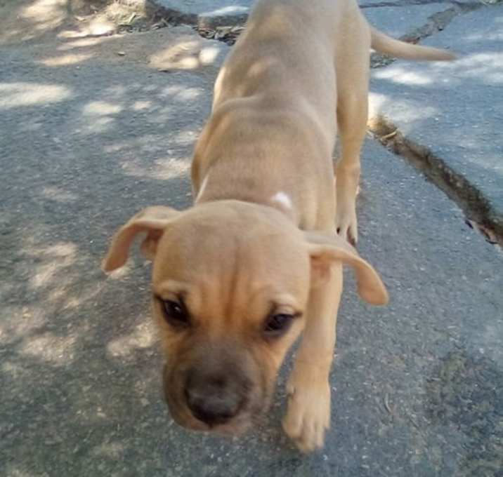 Photo of Mantis - 1 of 3 pups-in foster home!
