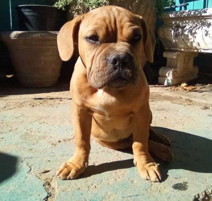 Photo of Quill - 1 of 3 pups