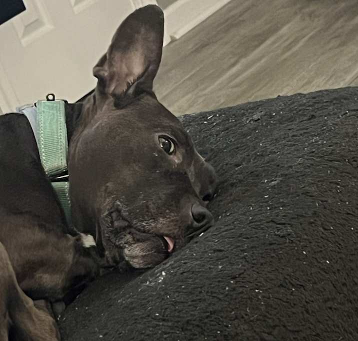Photo of Remy