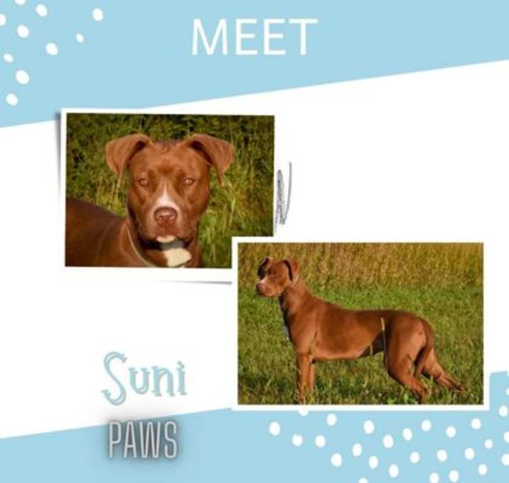 Photo of Suni