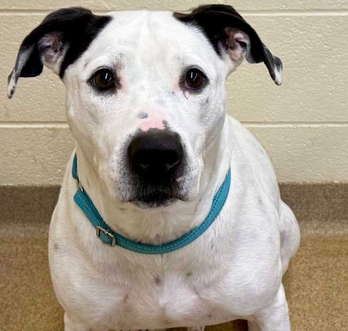 Photo of Scout