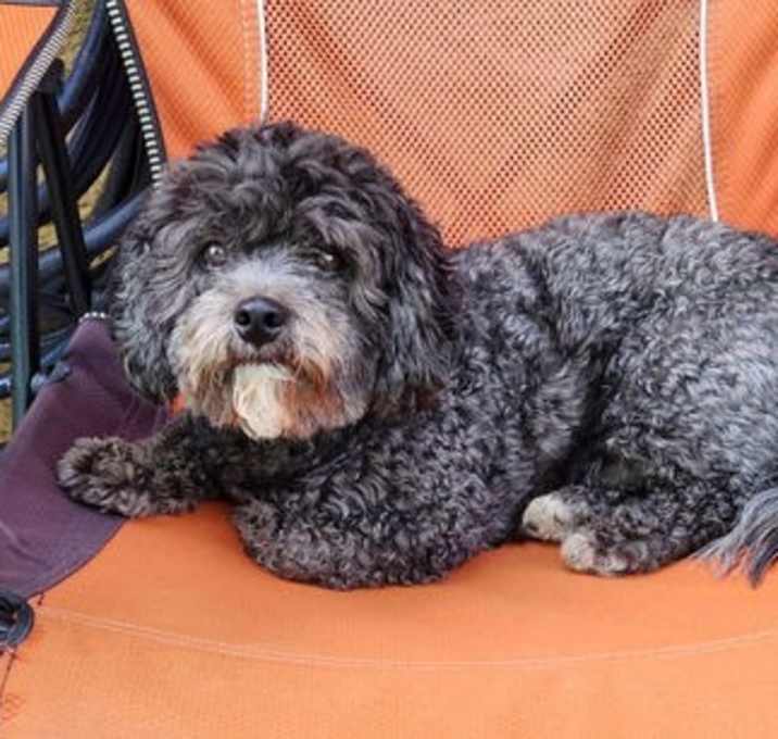 Photo of Cooper