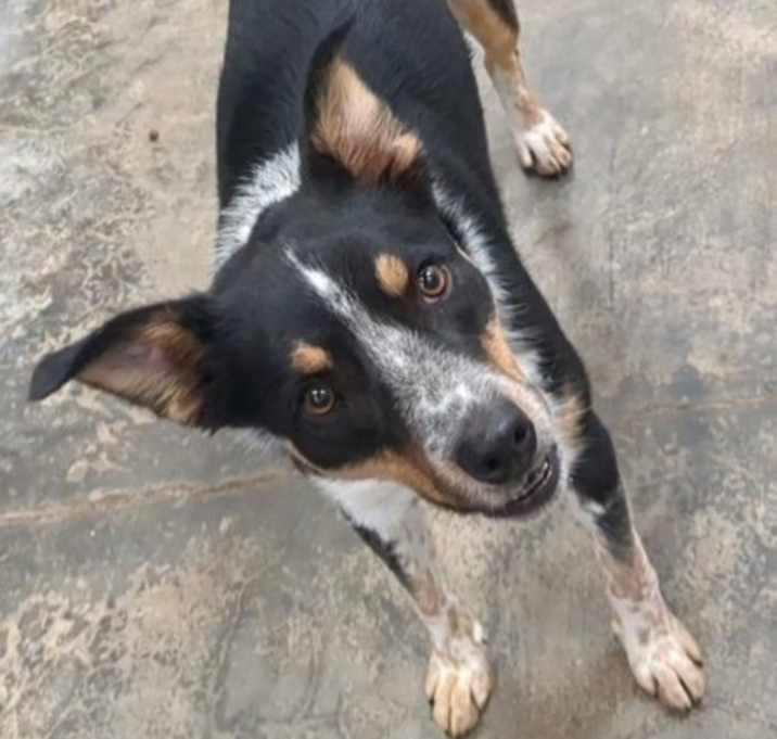 Photo of Atlas