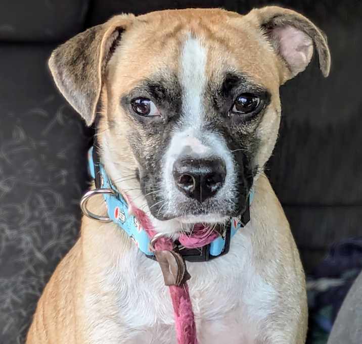 Photo of Bandit