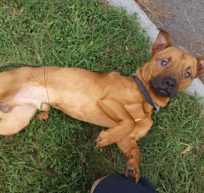 Photo of Scrappy