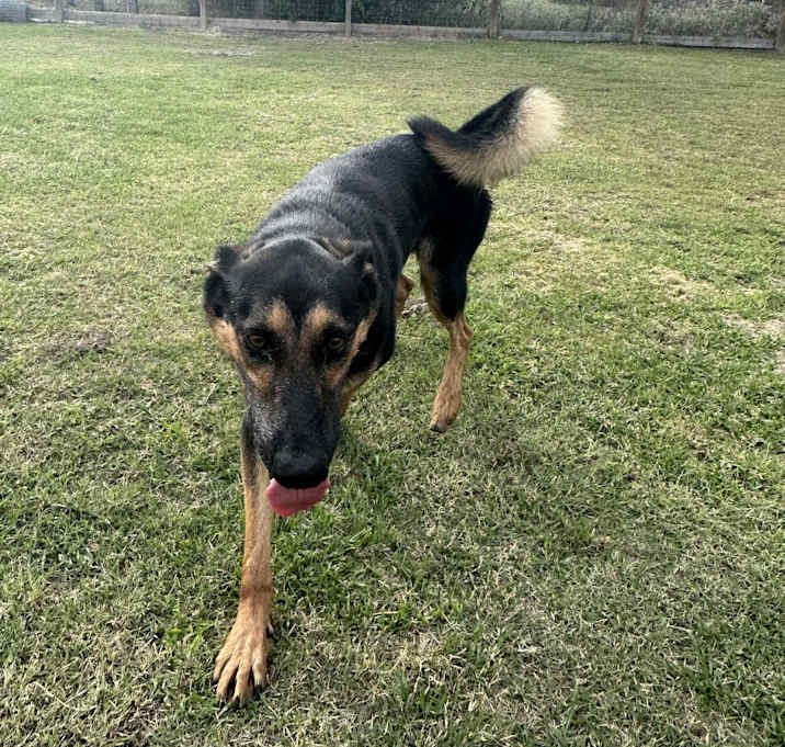 Photo of Floki