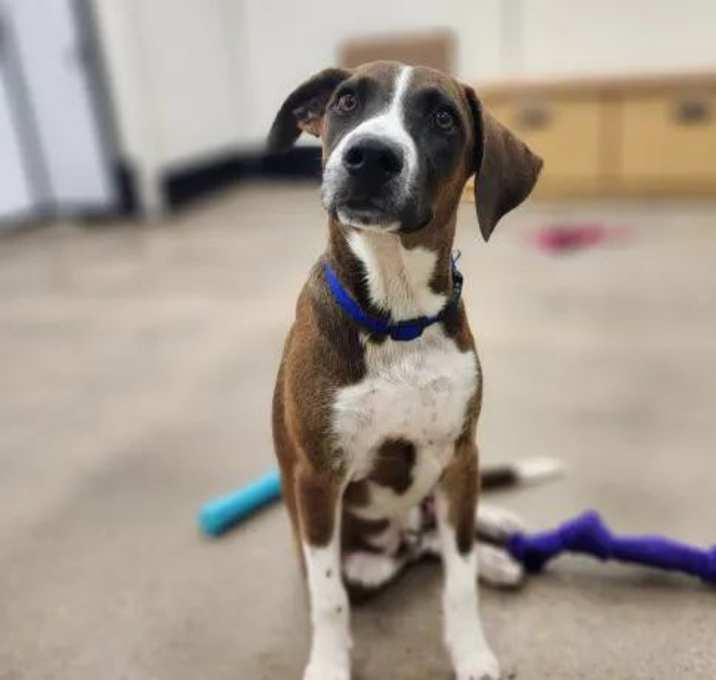 Photo of Barkley
