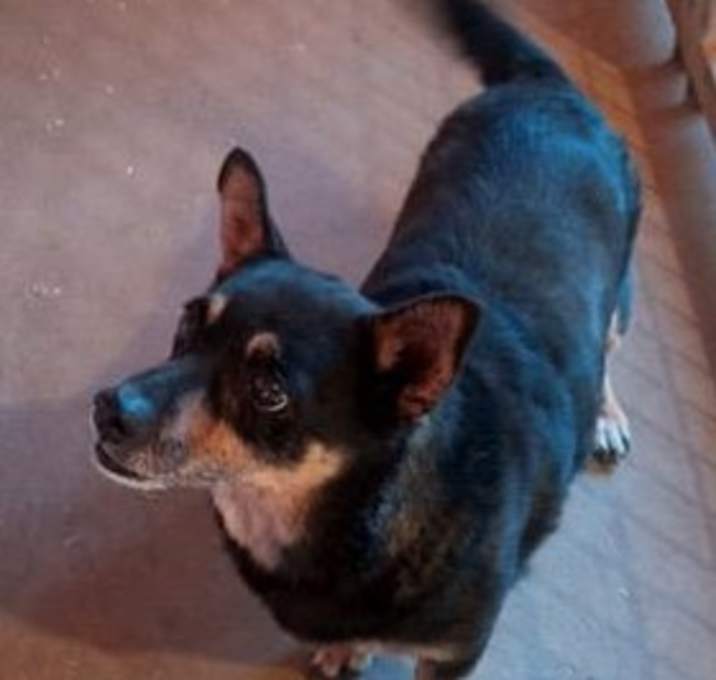 Photo of Mutt