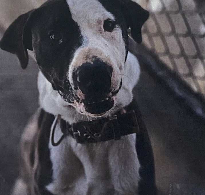 Photo of Doodad