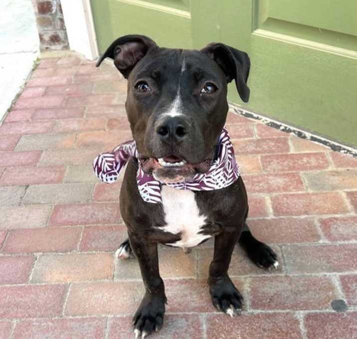 Photo of Cosmo